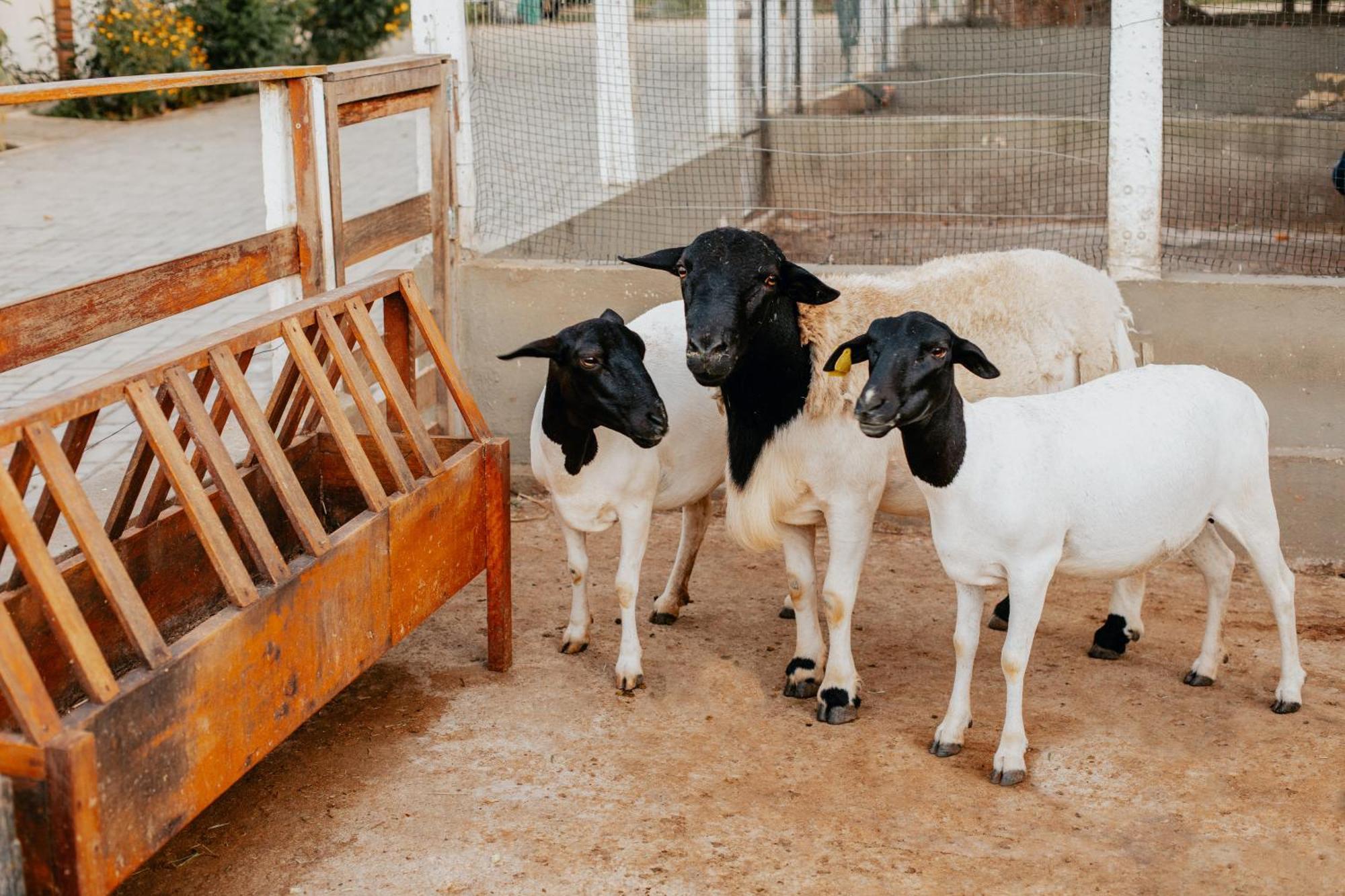מלון Paudalho Fazenda Sol Nascente מראה חיצוני תמונה